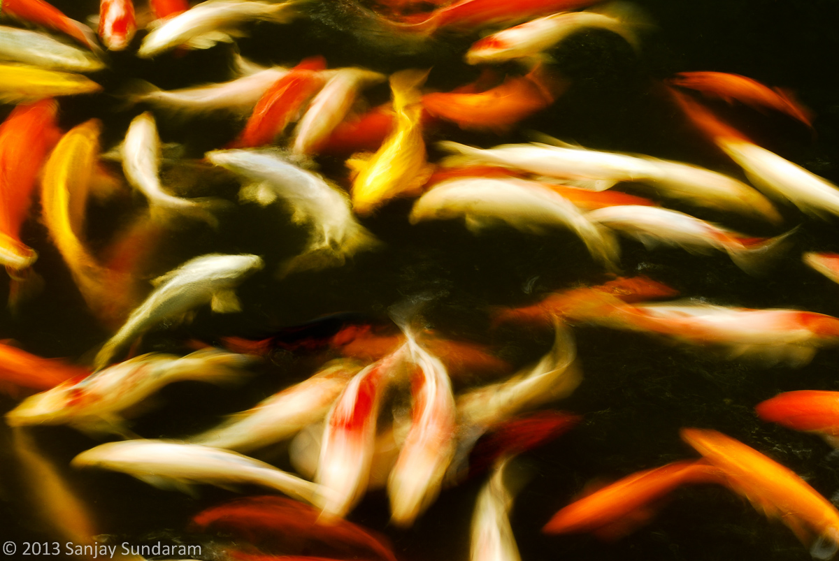 WC593 - Koi Chaos