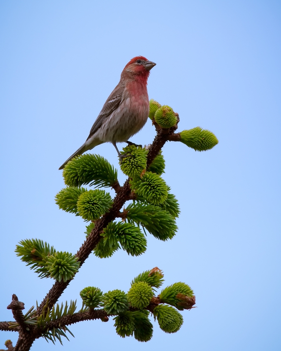 Finch