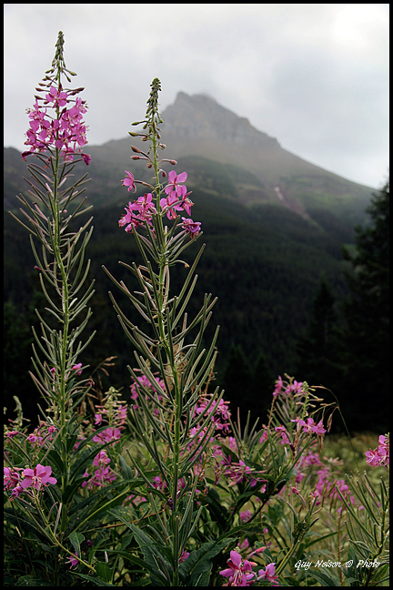 Fireweed; Blooming Sally