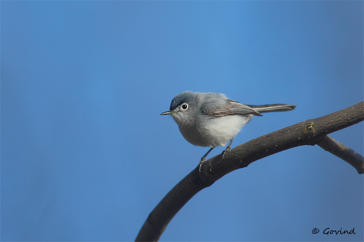 BG Gnatcatcher