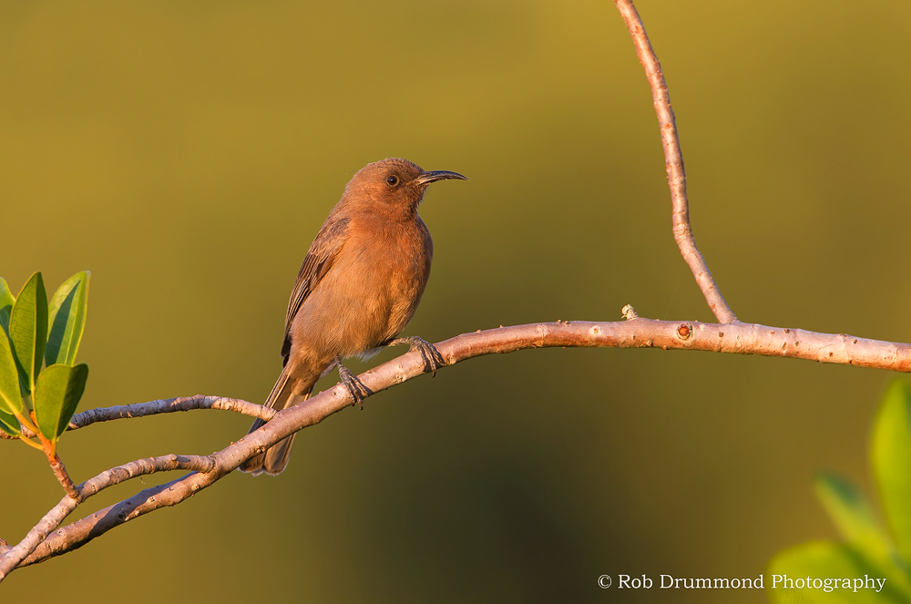 Dusky Honeyeater