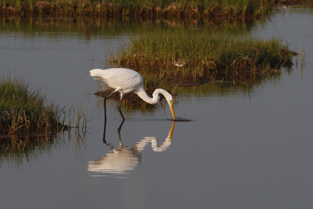 Great Egret hunting2