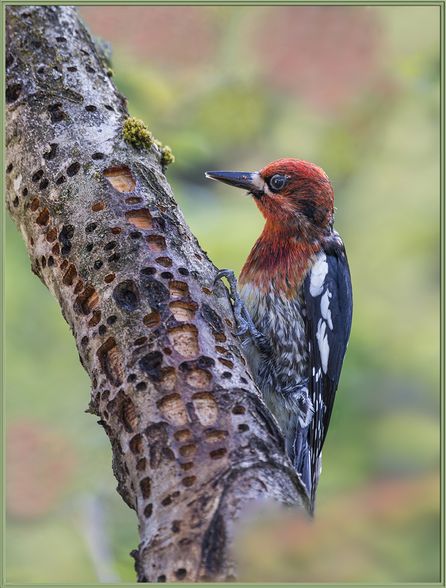 Hybrid Sapsucker