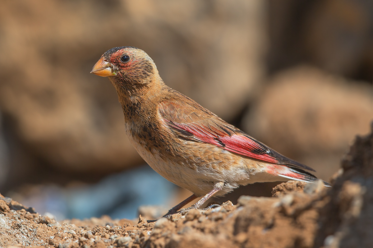 Crimson-Winged finch