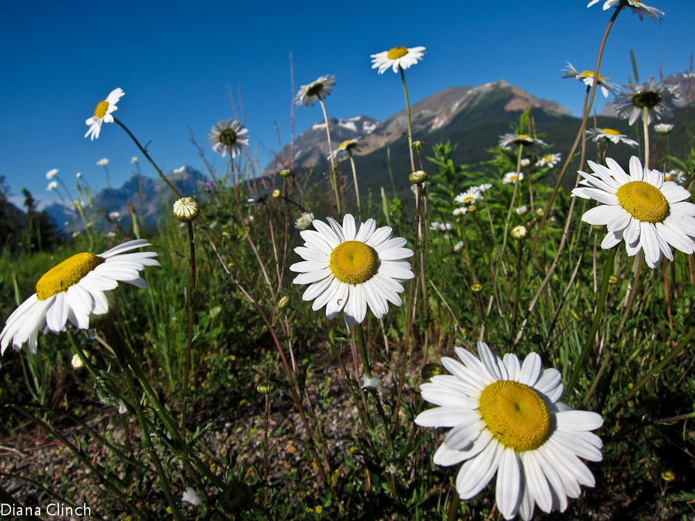 5 Lakes Trail Daisies
