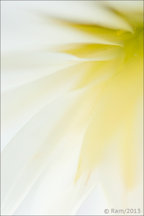 Dahlia