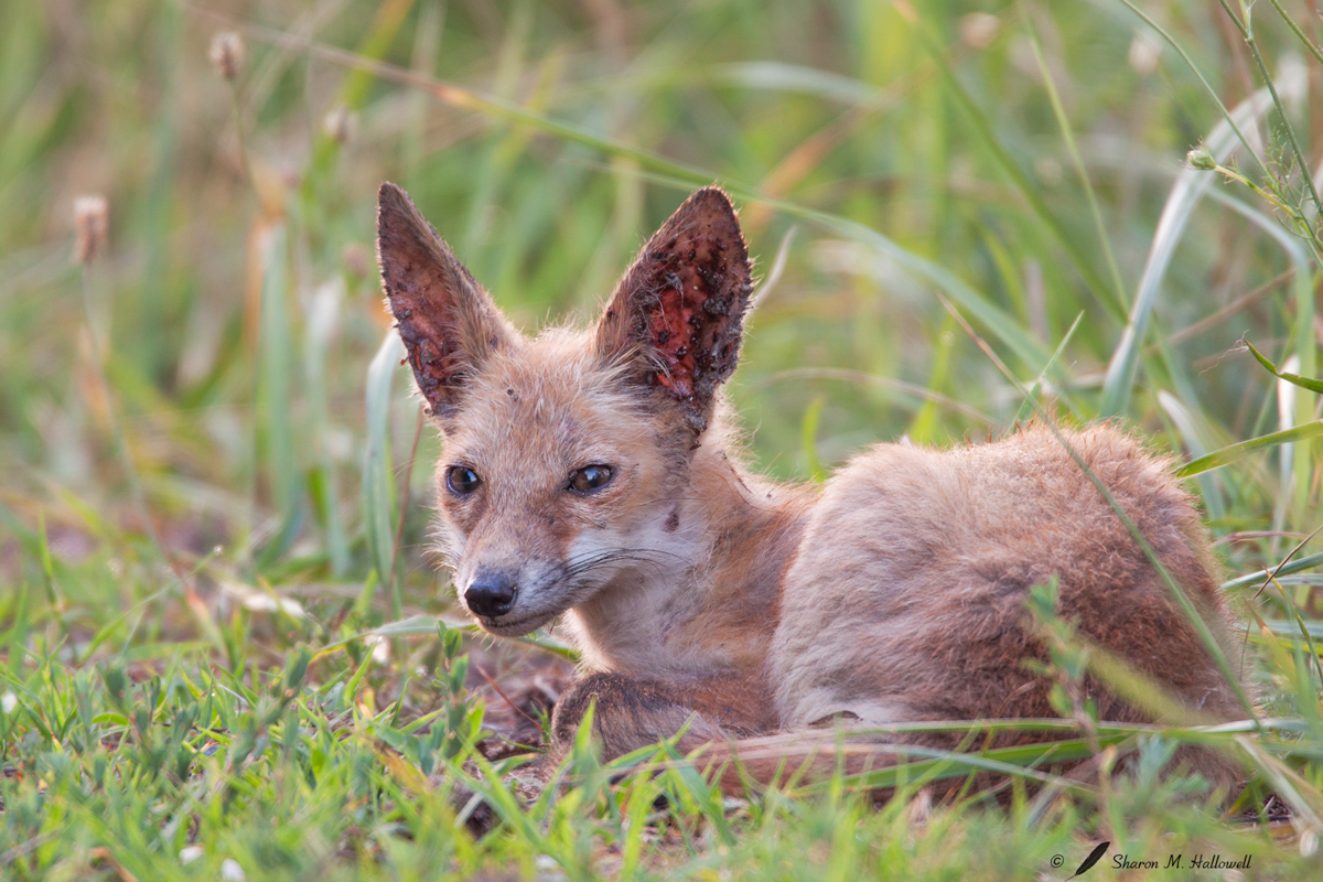 Sad Looking Fox