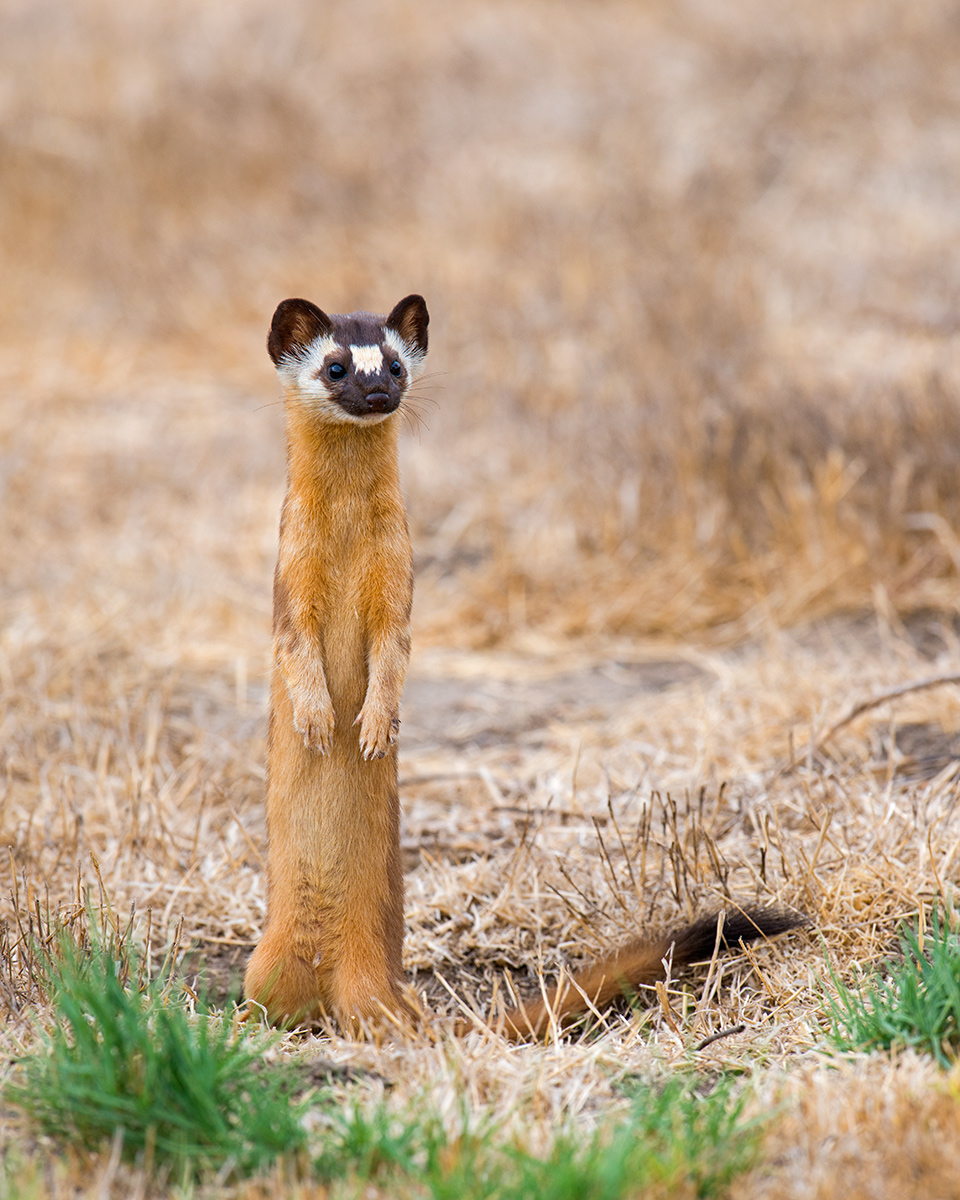 Long-tailed Weasel