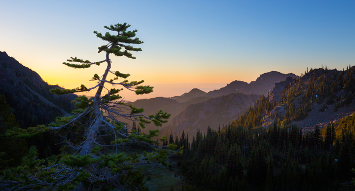 Marmot's View