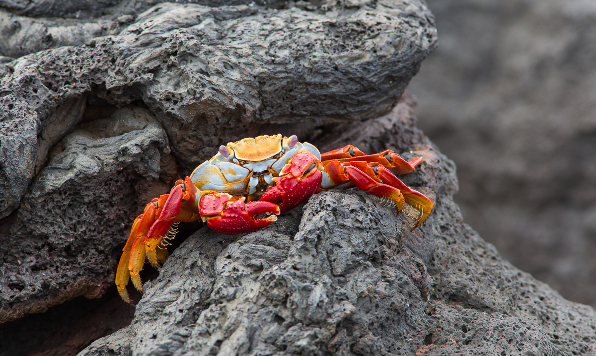 Sally Lightfoot Crab