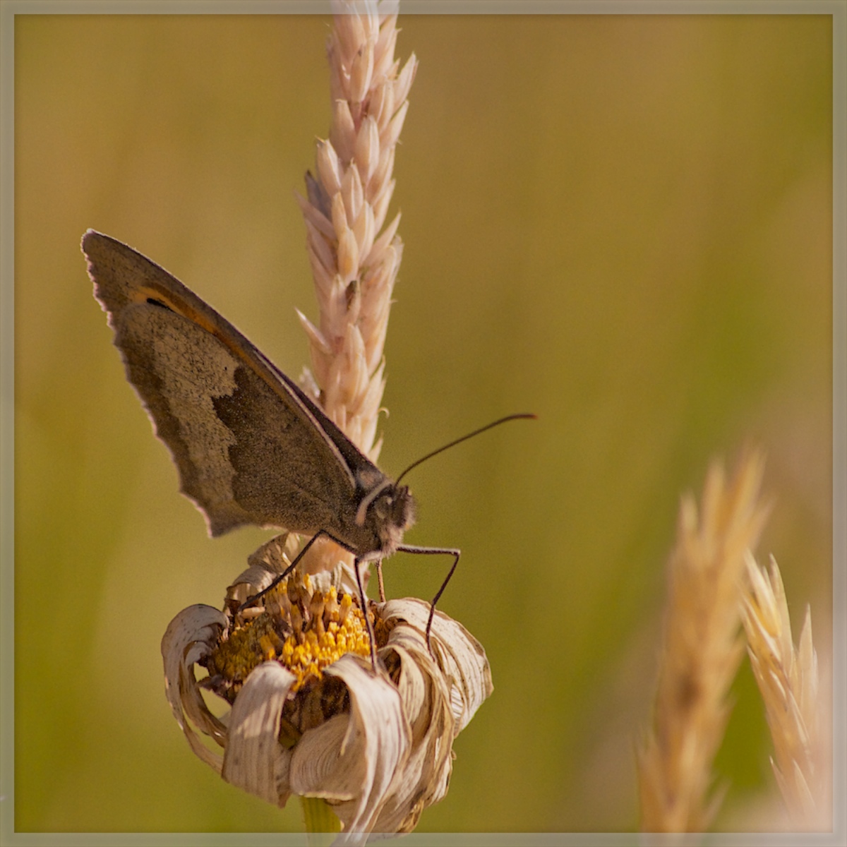 Meadow Brown