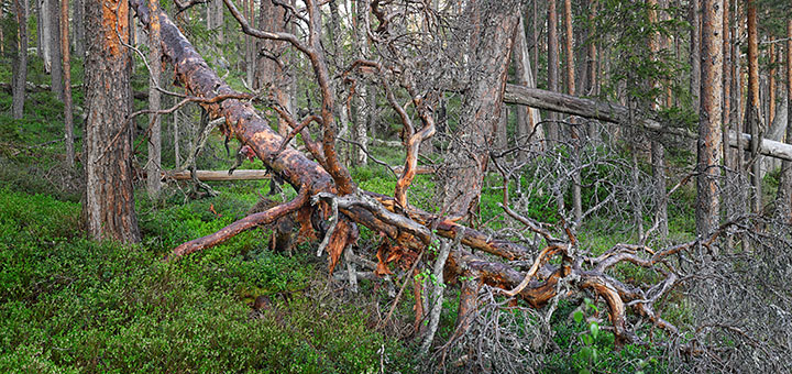Primeval forest