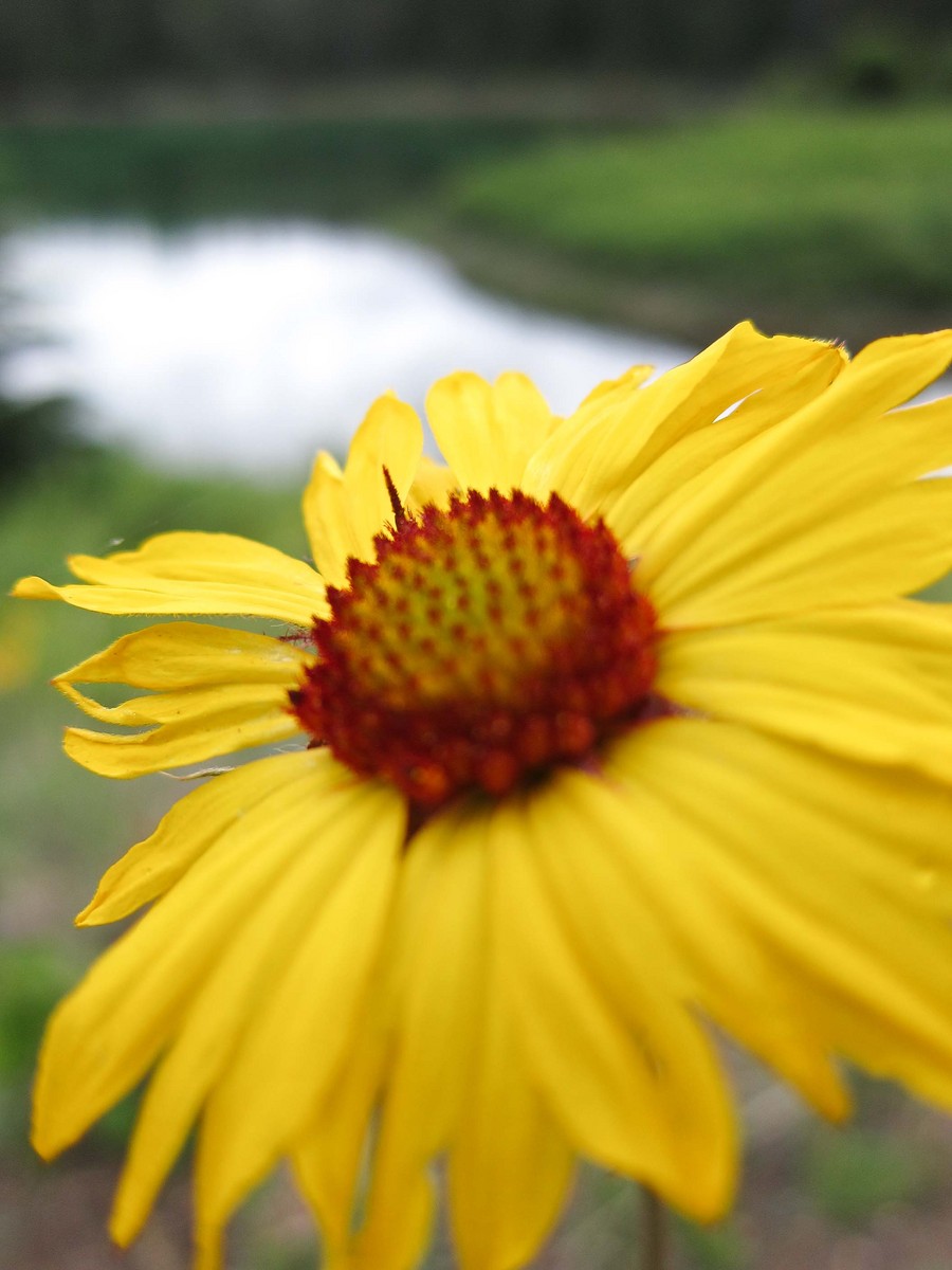 Glacier Sunflower