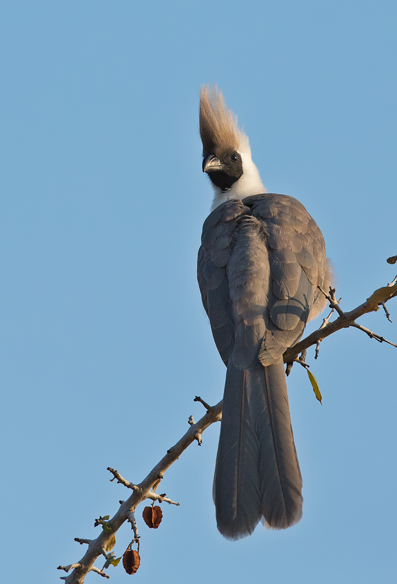 Bare Faced Go Away Bird