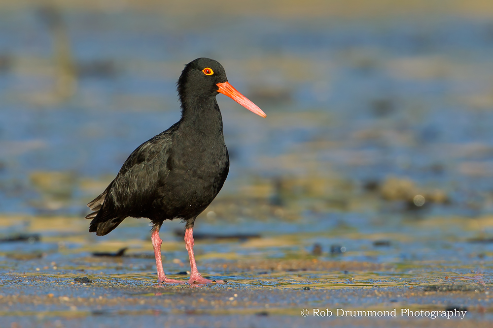 Sooty Oystercatcher