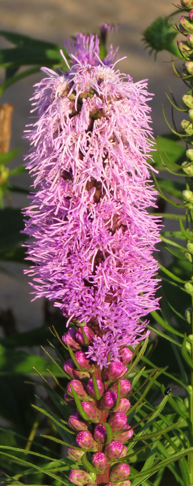 Prairie Blazing Star 594