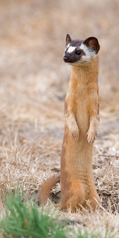 Weasel