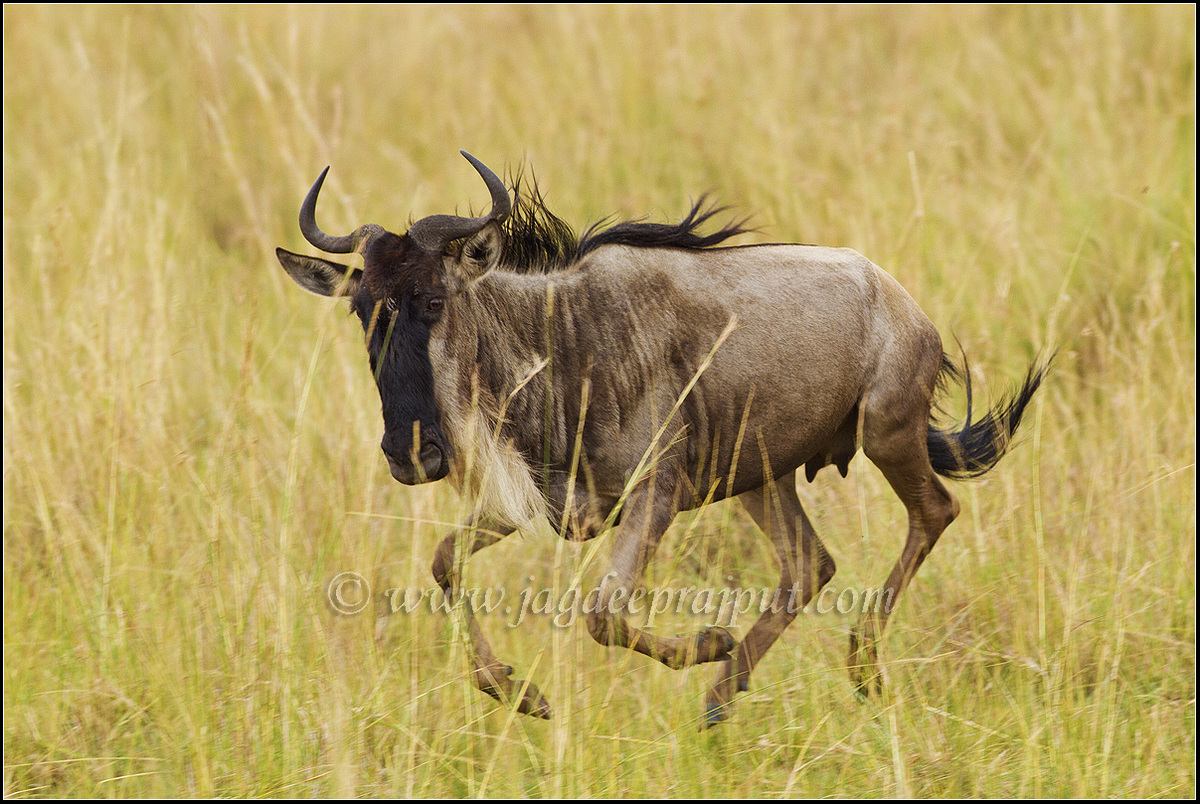 Wildebeest on the run