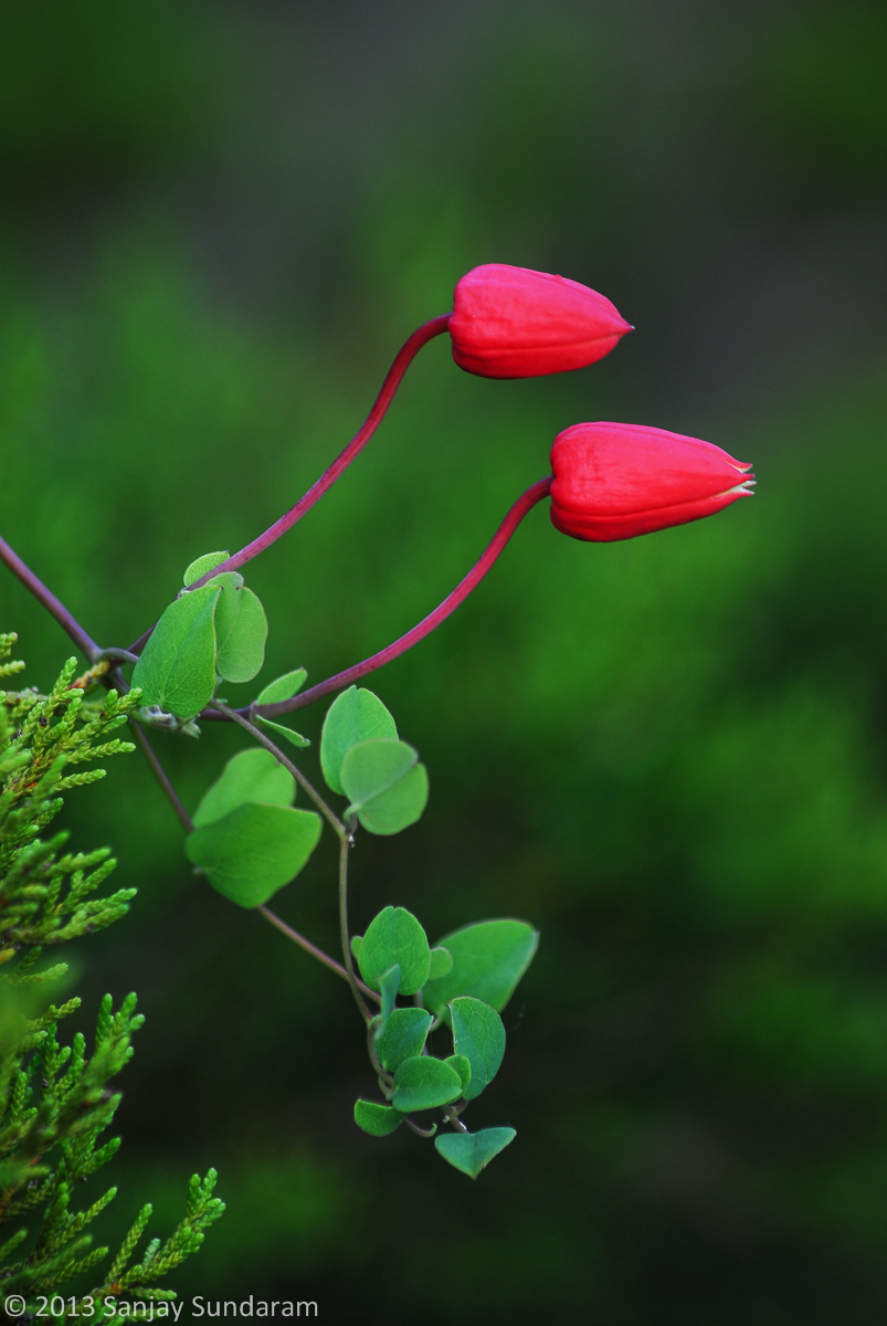 Scarlet Leather Flower