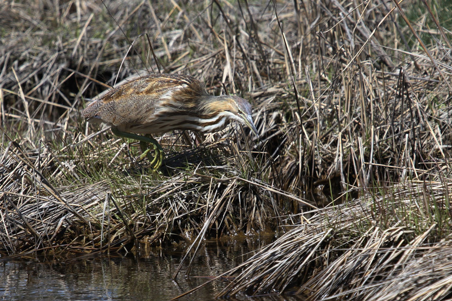 American Bittern