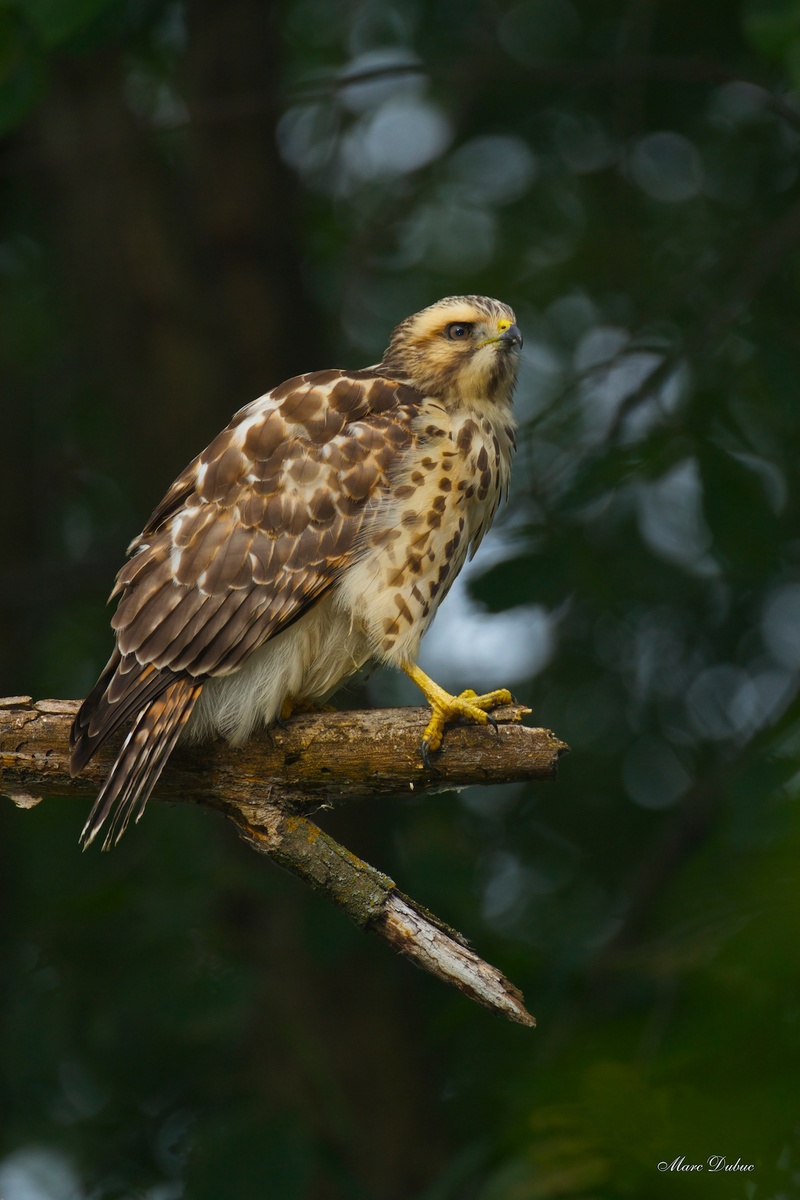 Red-Shouldered Hawk