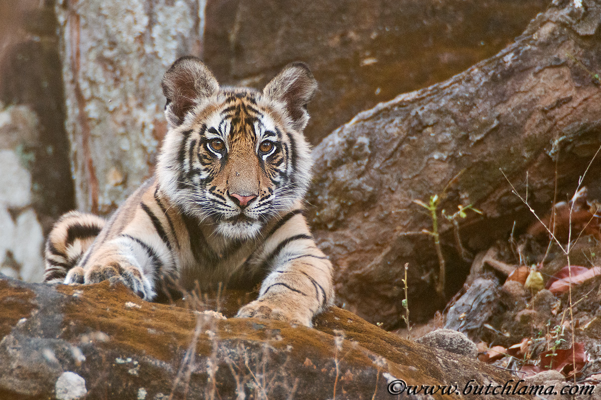 Attentive Tiger Cub 