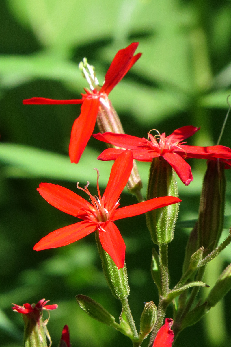 Royal Catchfly