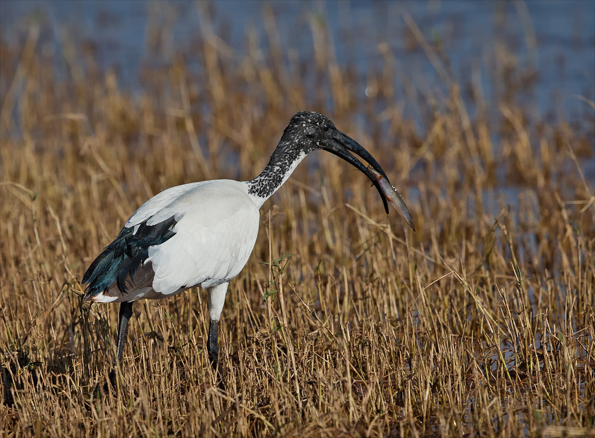 Sacred Ibis Snack