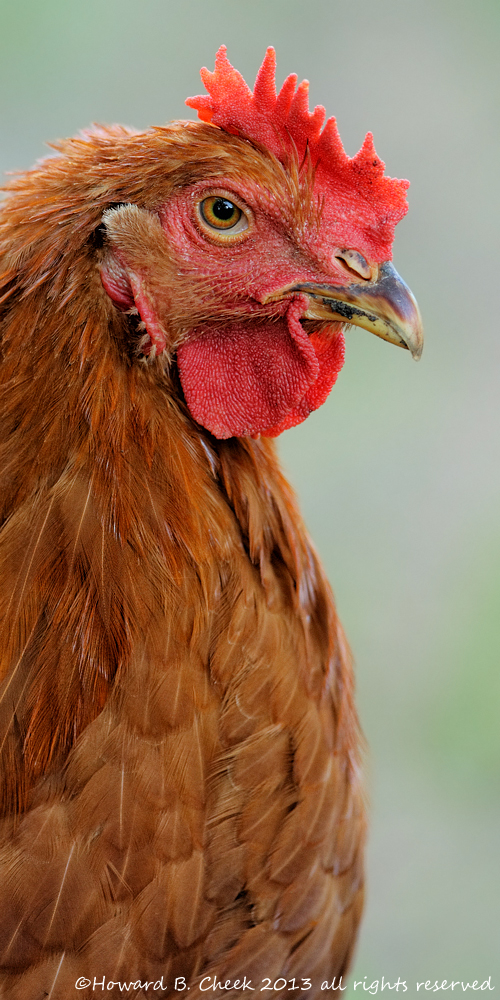 Attitude