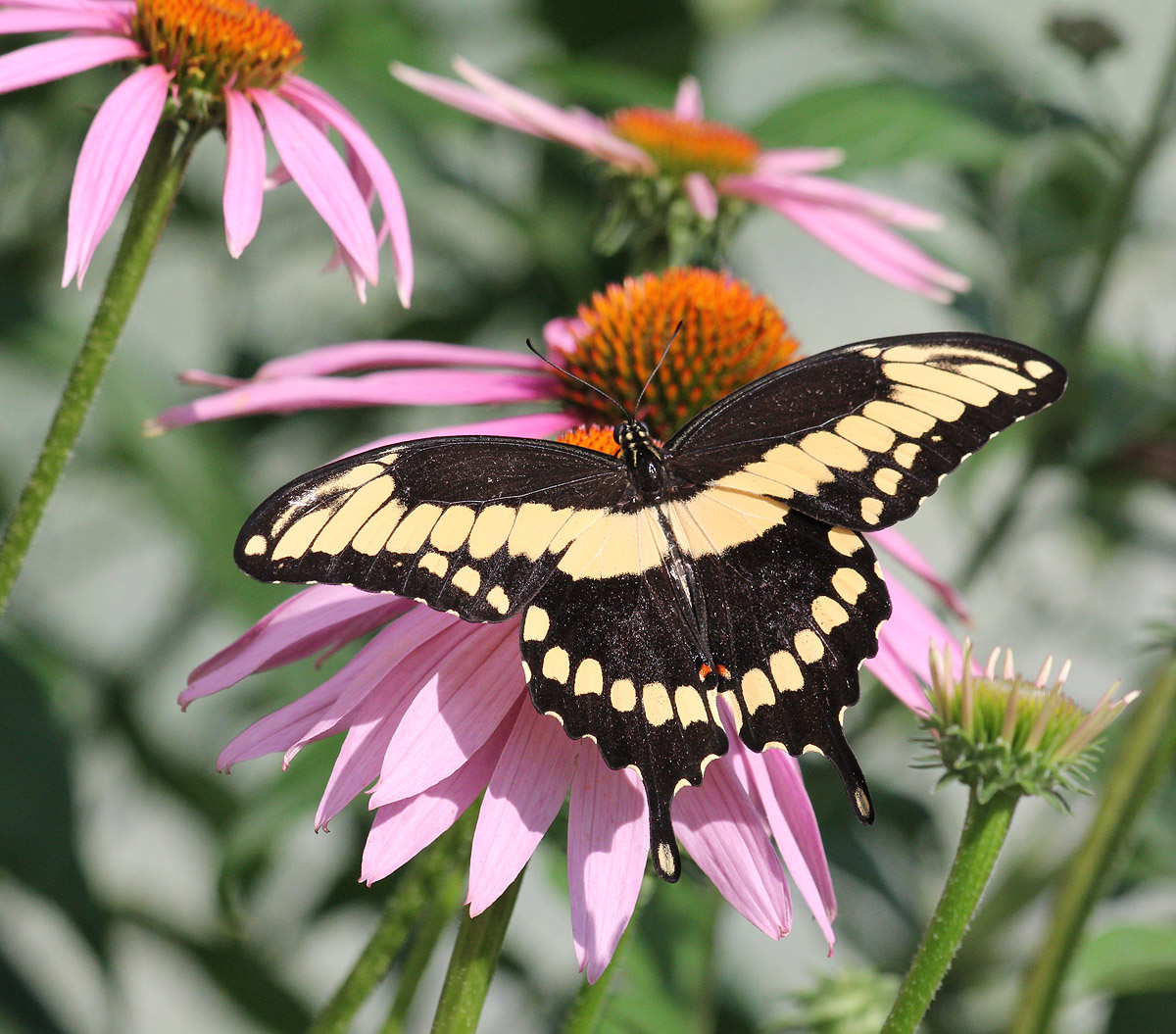 Thoas Swallowtail & repost