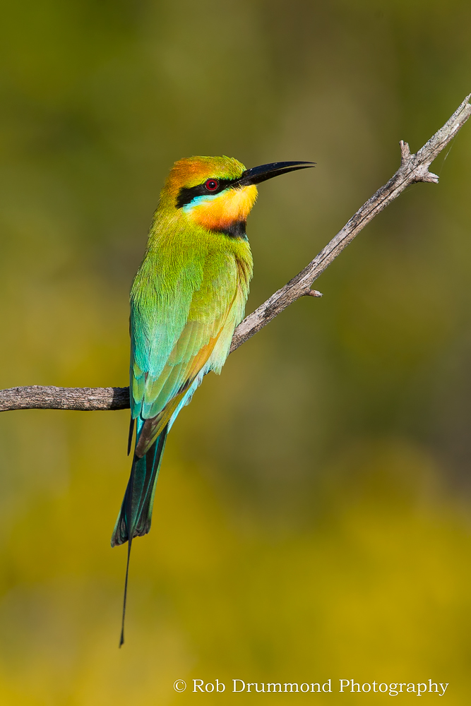 Rainbow Bee-eater