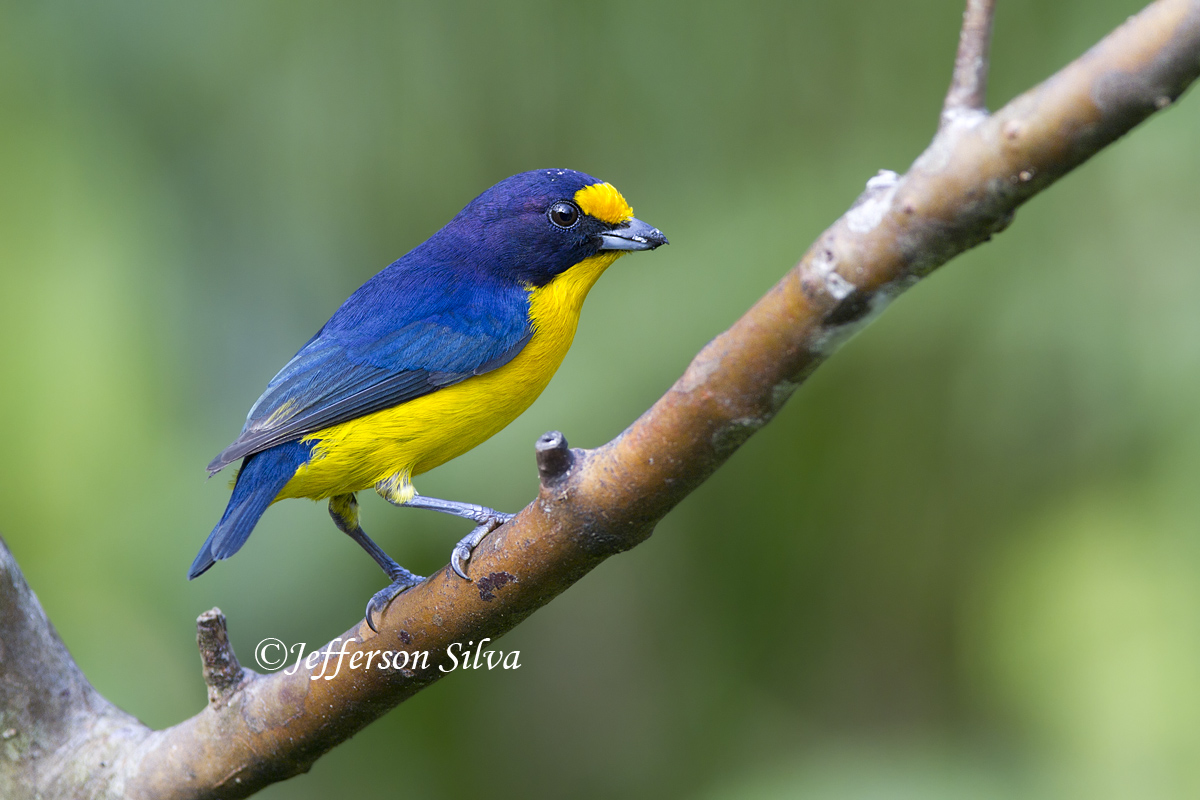 Violaceous Euphonia