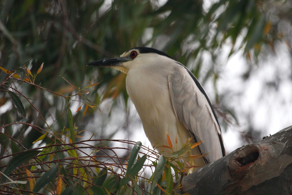 Black-crowned Night-Hero