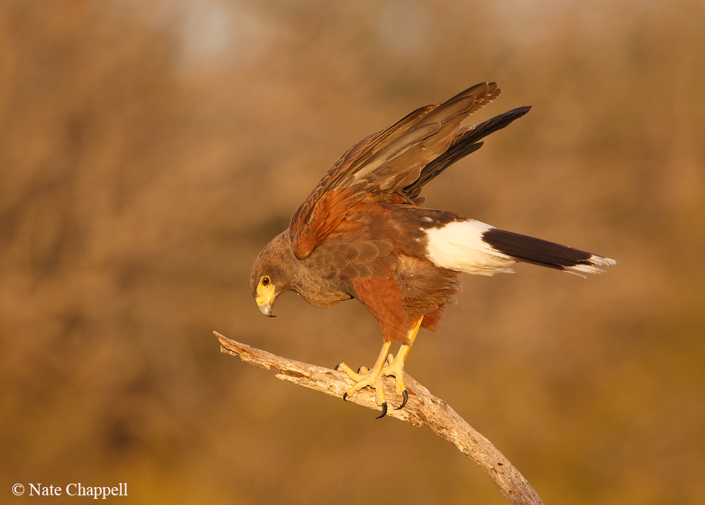 Harris's Hawk