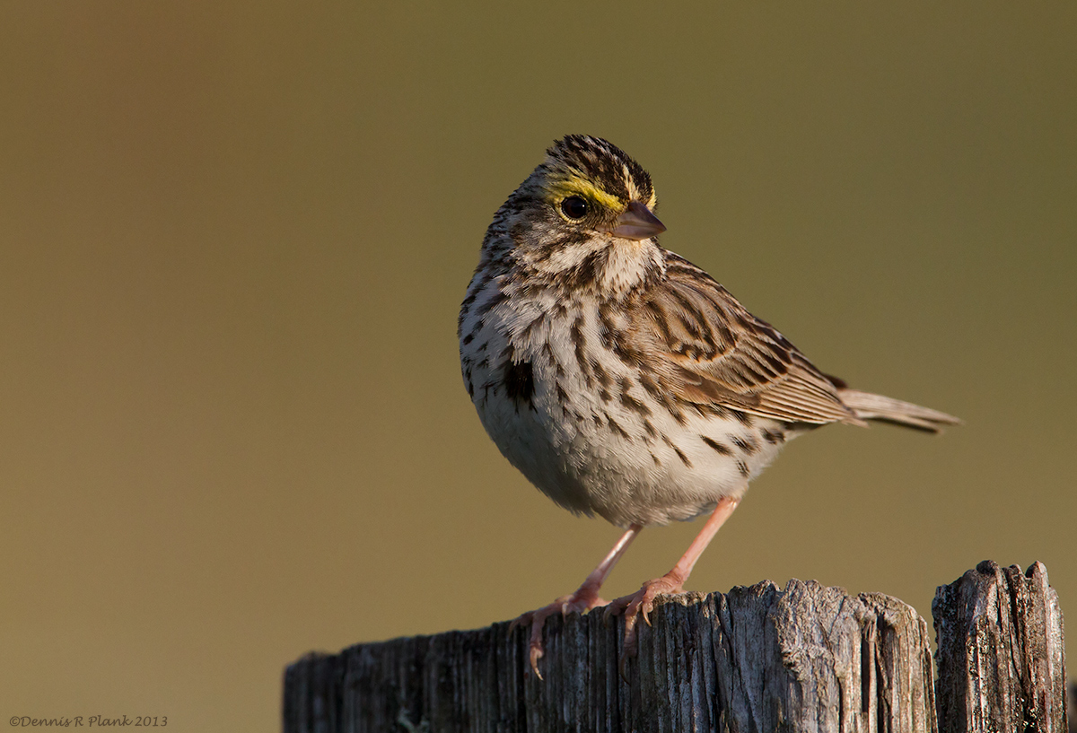 Savannah Sparrow