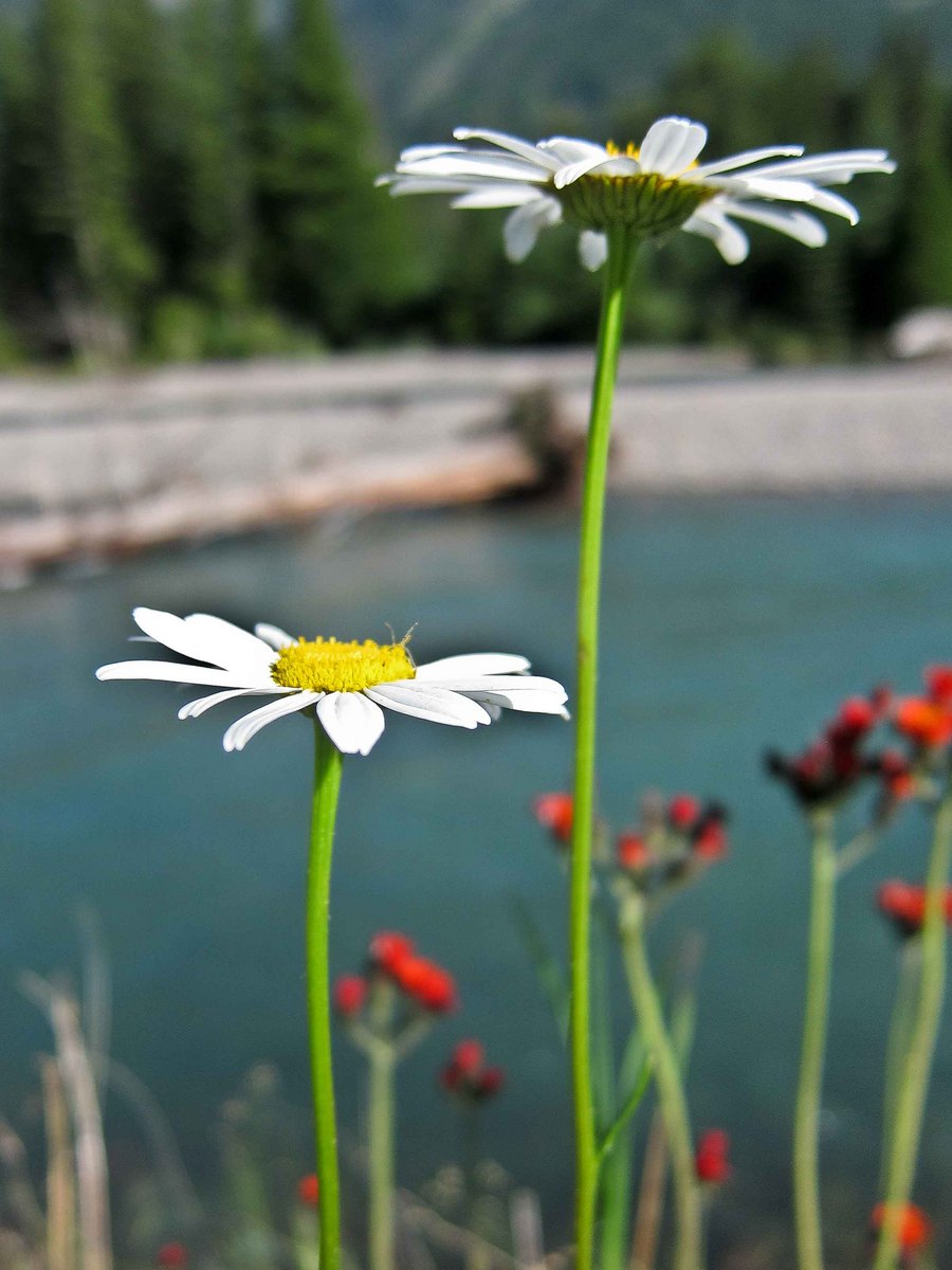 Two little daisies