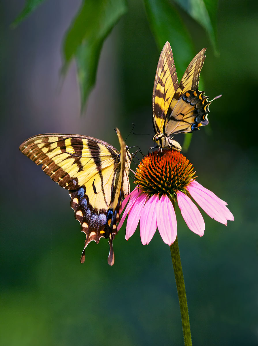 2 Swallowtails/1 flower