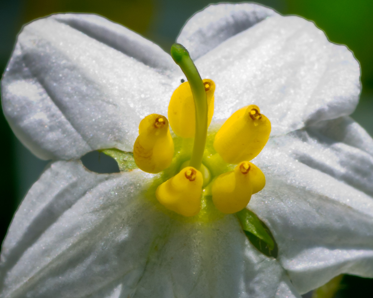 five stamen and a pistil