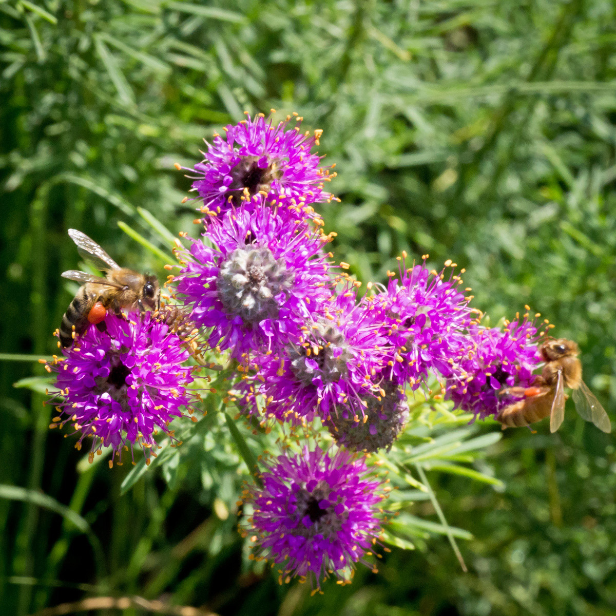 Two bees or not