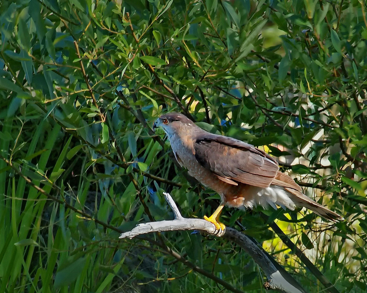 Sharp-shinned ???