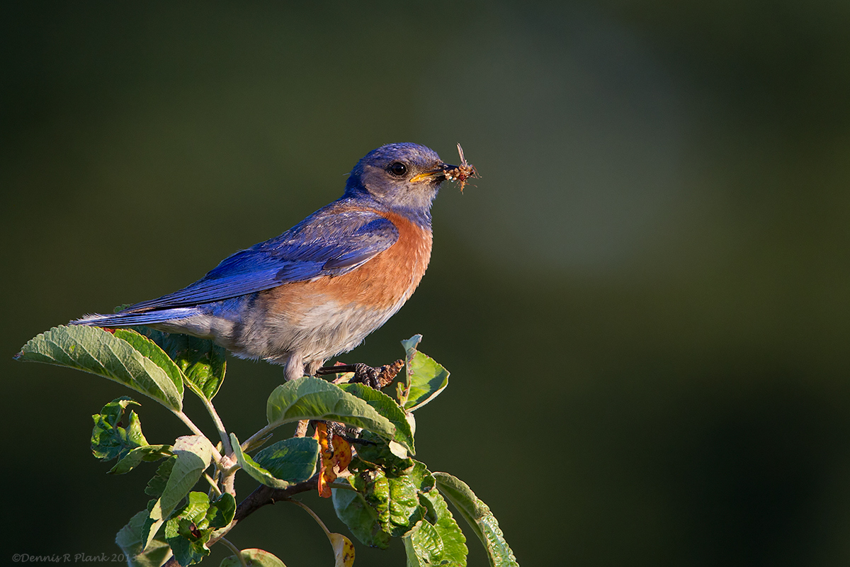Western Bluebird