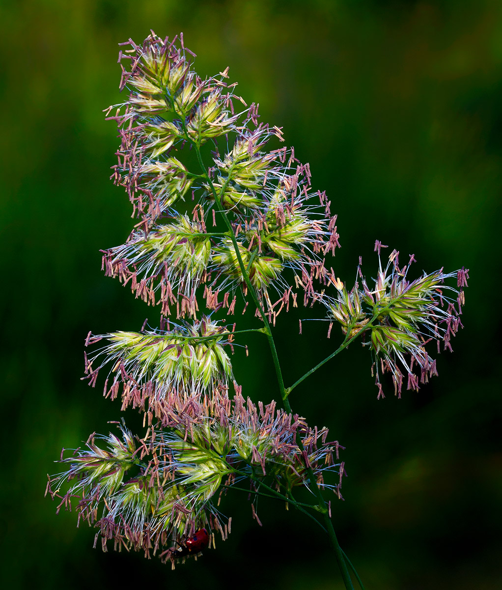 Wildgrass Flowers