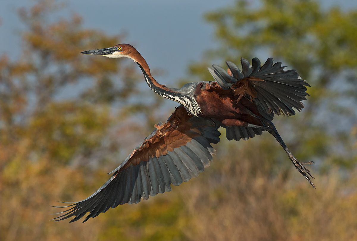 Goliath Heron