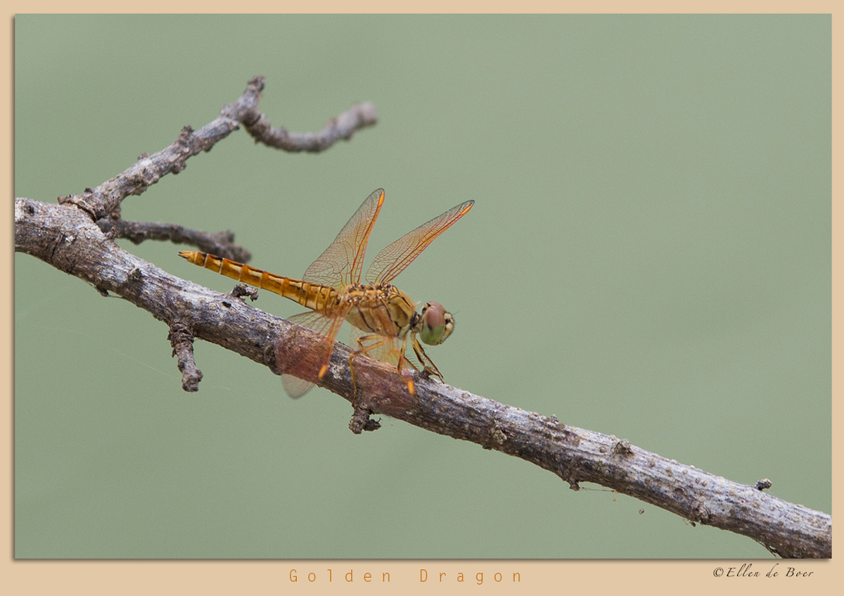 Golden dragon...