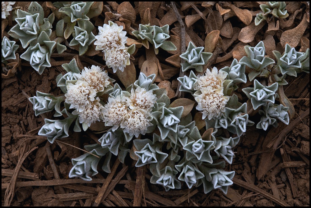 Antennaria