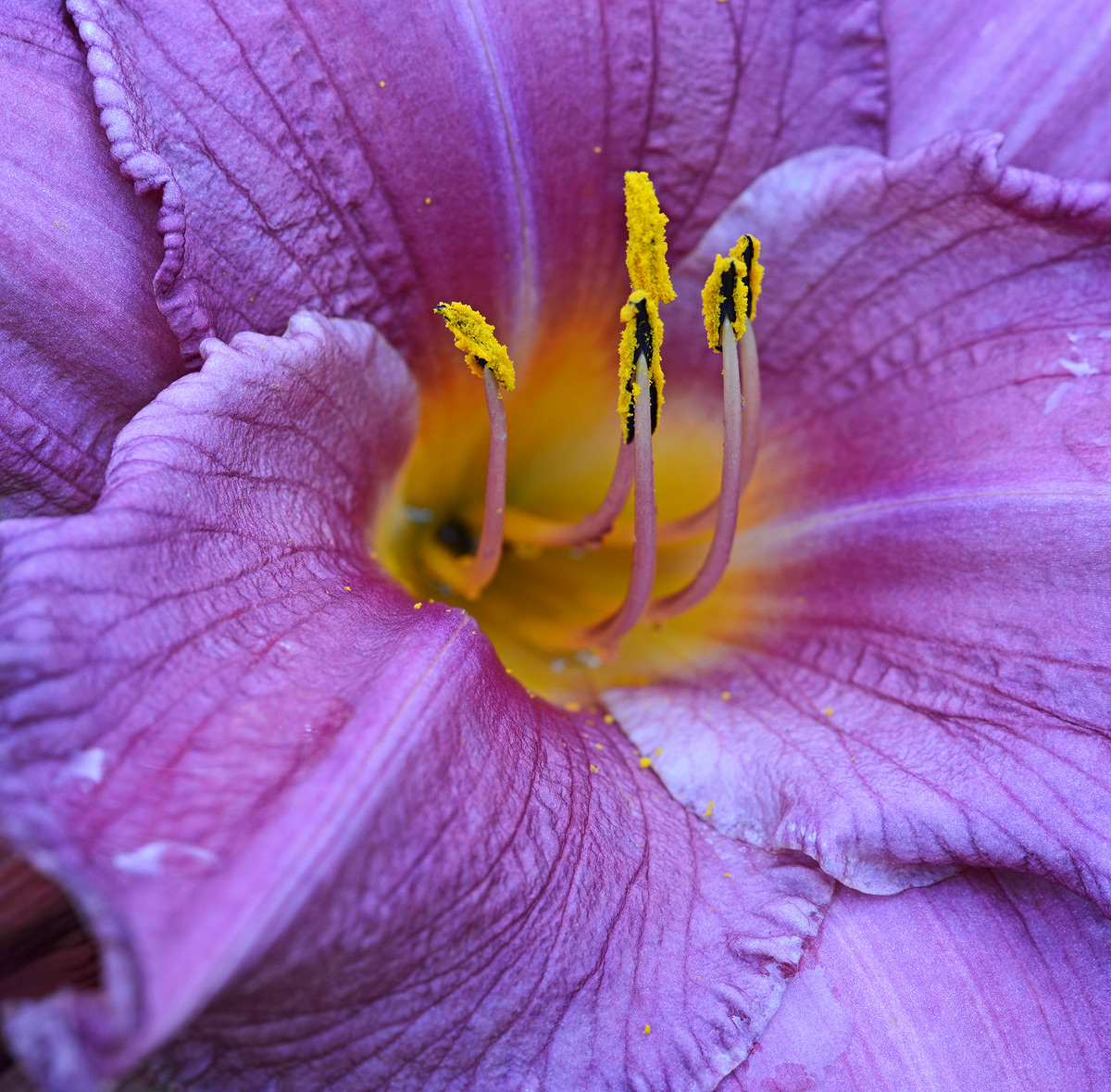 Hemerocallis