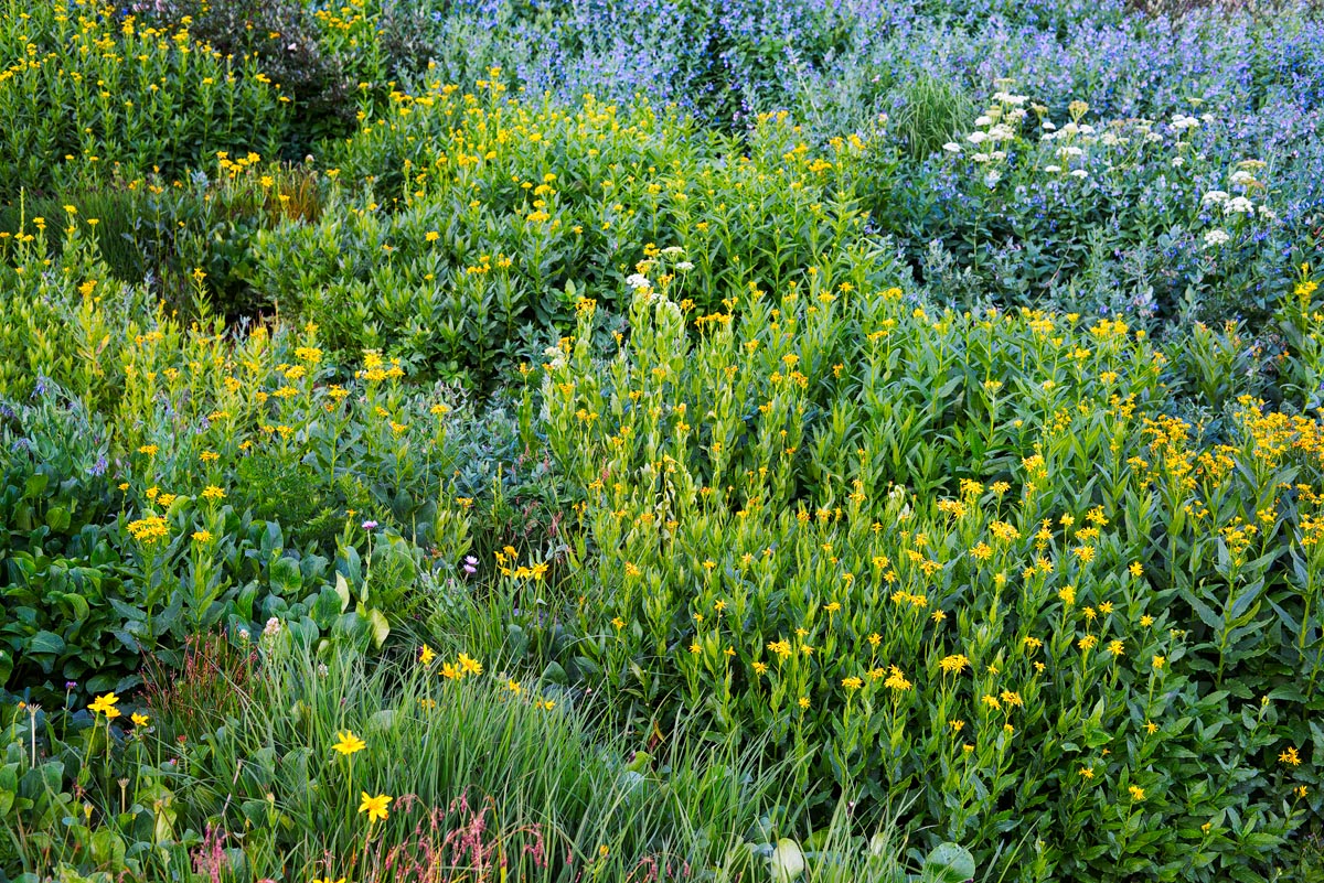 Wild Bouquet