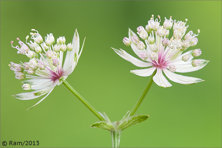 Astrantia major