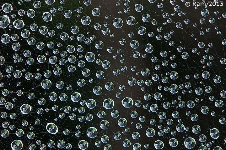 Dew Drenched Web