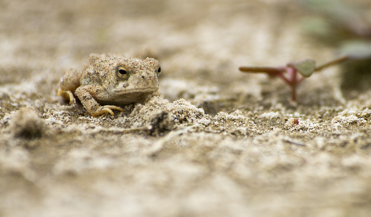 Frog in Sand